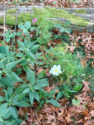 since when do first blooms occur in October?