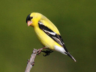 Photo of American Goldfinch on twig