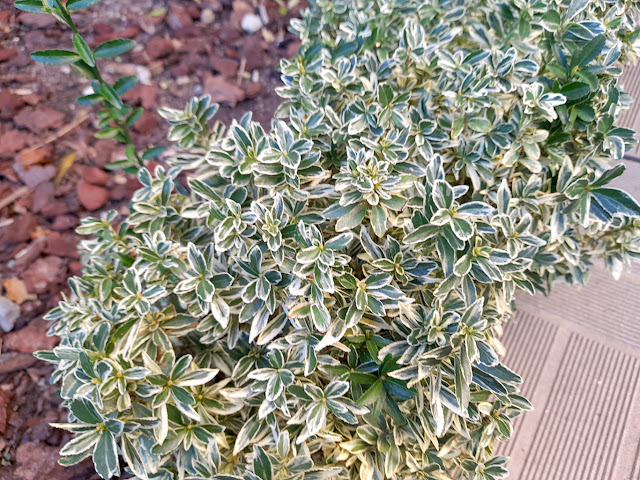 Euonymus japonicus ‘Mycrophyllus Albovariegatus’.