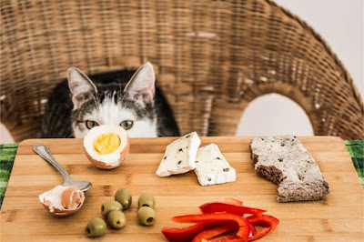 5 alimentos para humanos para mejorar la salud de tu gato