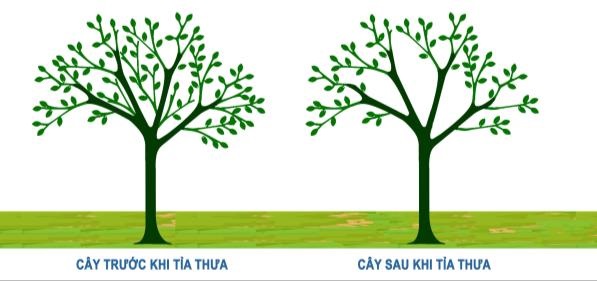 tỉa thưa cây xanh