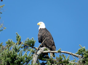 Eagle Medicine to Watch over Us