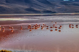 LAGUNA COLORADA - BOLIVIA