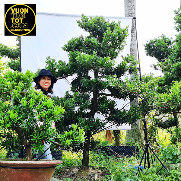 CÂY TÙNG ĐÀI LOAN DL50