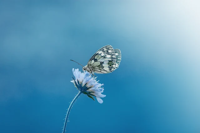 প্রজাপতির ছবি