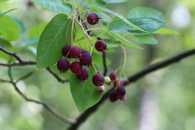 Ирга Ламарка (Amelanchier x lamarckii)