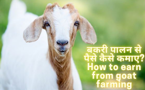 बकरी पालन से पैसे कैसे कमाए? How to earn from goat farming दिसंबर 12, 2021