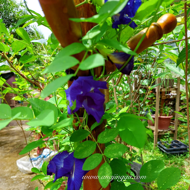 pokok bunga telang