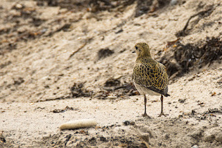 Wildlifefotografie Helgoland Düne Goldregenpfeifer