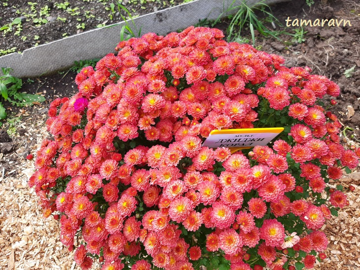 Хризантема (Chrysanthemum)
