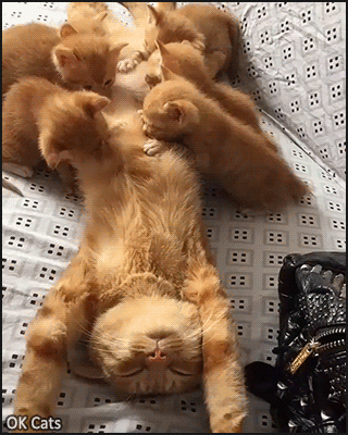 Amazing Kitten GIF • Cool Mama cat purrfectly knows how to feed her 6 ginger kitties [ok-cats-gifs.com]
