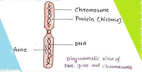 Genetic Some Basic Fundamentals