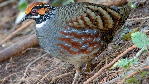 Chestnut-headed partridge