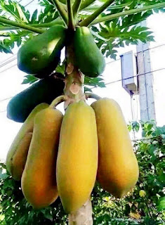 Papaya image download