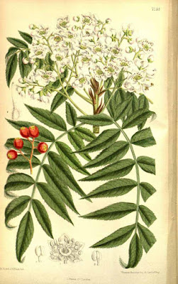 Рябина тяньшанская (Sorbus tianschanica)