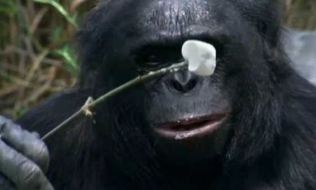 Кулинарные способности шимпанзе