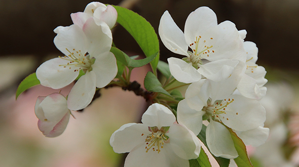 The sargent crabapple is a perfect small tree for marietta georgia gardens