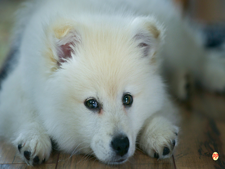 Update Harga Anjing Samoyed Anakan (Puppy) dan Dewasa per Ekor