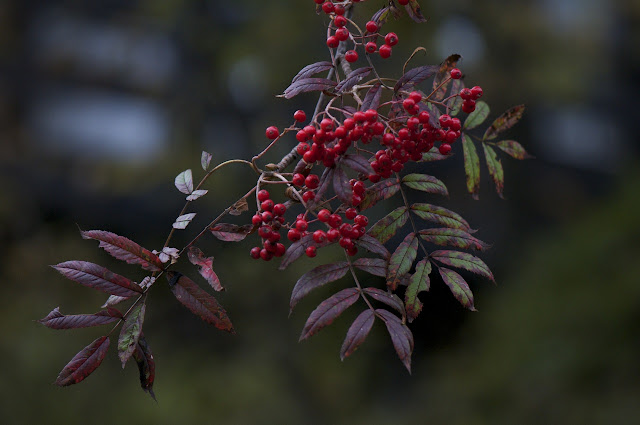 Рябина смешанная (Sorbus commixta)