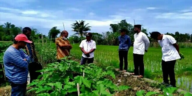 HM. Nurnas Panen Tomat dan Terung Bersama Warga Punggung Kasiak