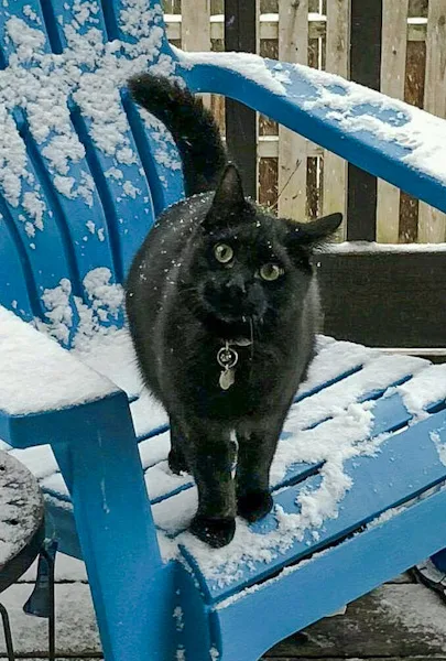 Black cat in the snow