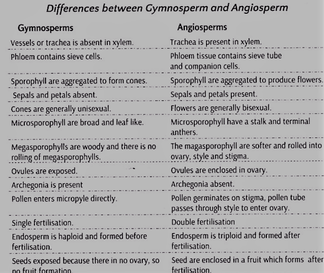 plant-kingdom-cbse-notes-class-11-biology