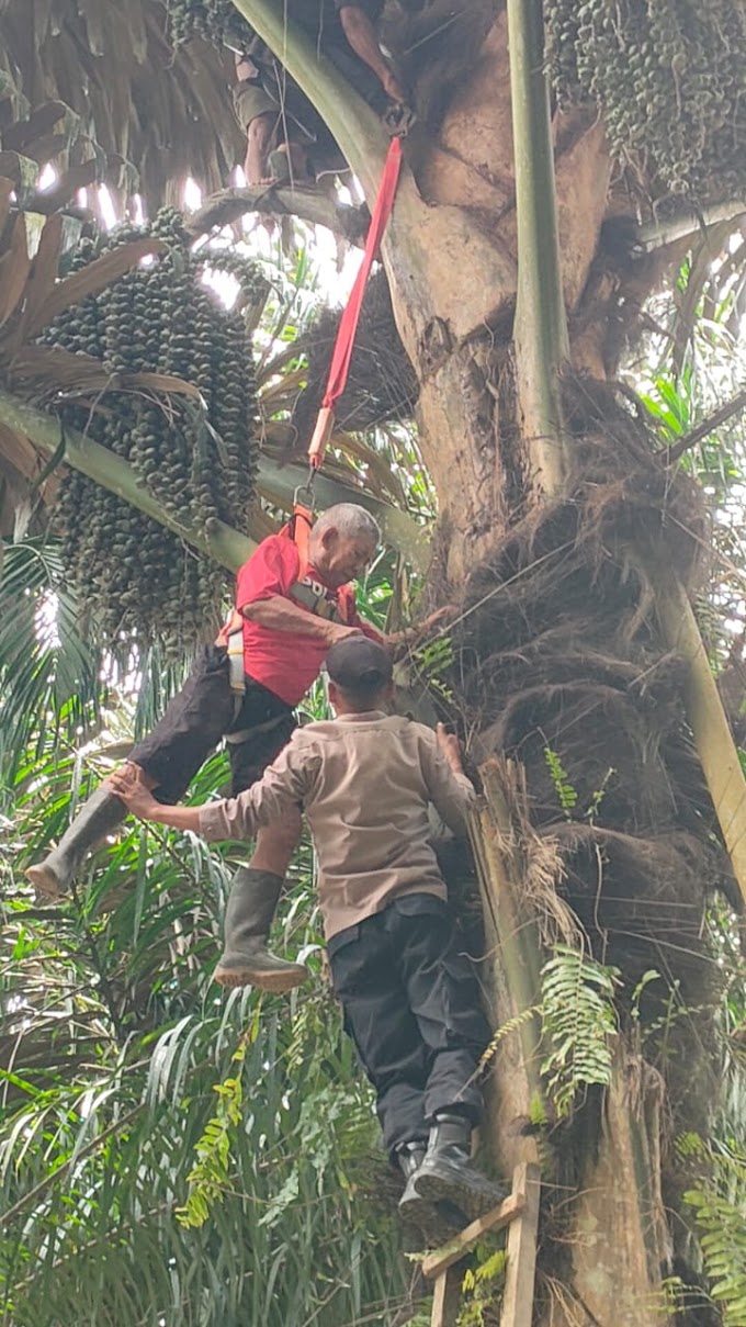 Anggota Polsek Indra Makmu Evakuasi Seorang Kakek Yang Terjebak di Pohon Aren