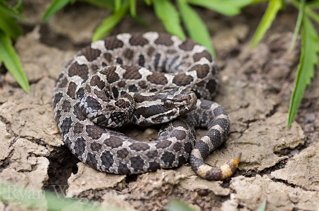 massasauga rattlesnake ohio