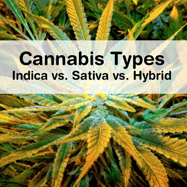 indica-vs-sativa-hybrid-strains
