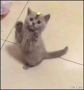 Funny Kitten GIF • Cat prank. Kitty with adhesive tape on her head is totally confused [ok-cats-gifs.com]