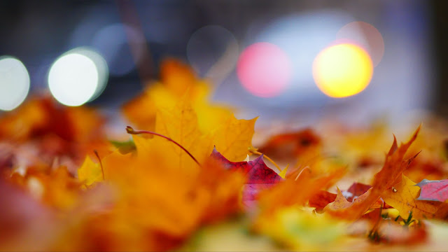 Wallpaper leaves, Leaf, Autumn, Autumn color