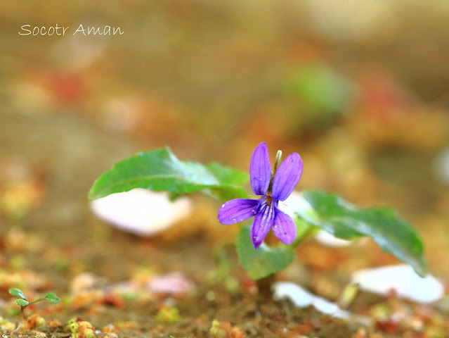 Viola inconspicua