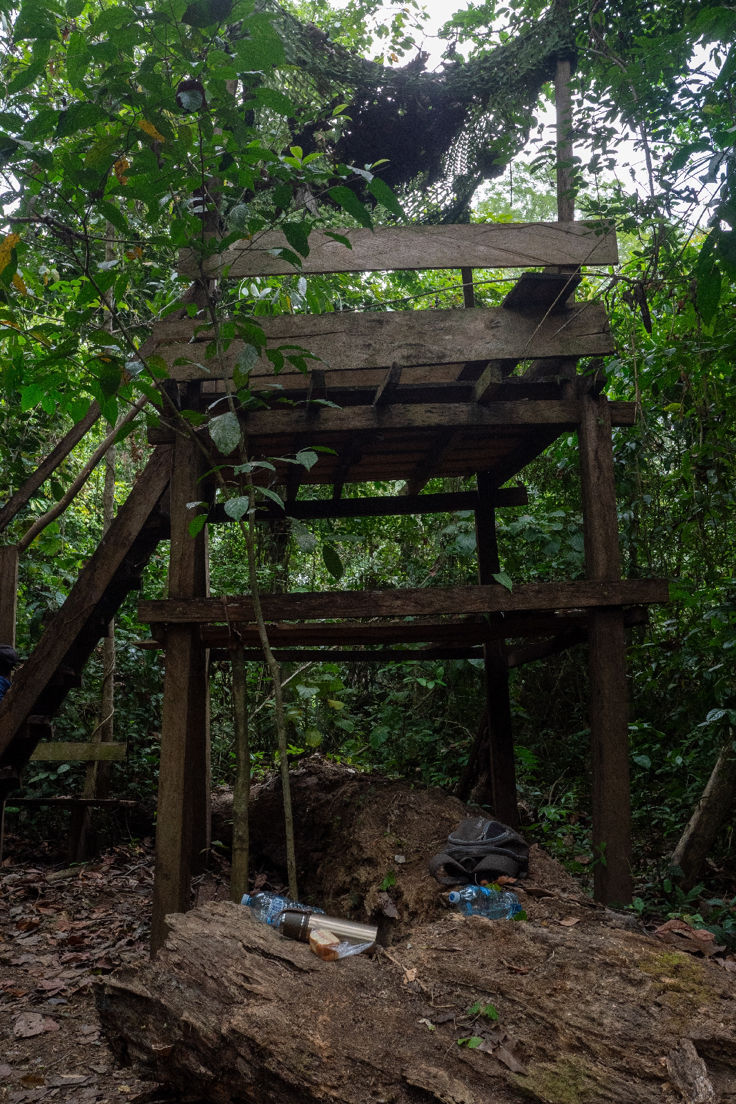 Día 5: Darién. Águila harpía I - Panamá: Tras las águilas del Darién (2)