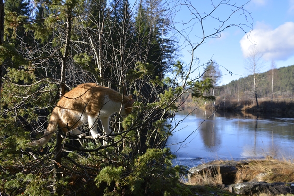 Pus katt kattepus pusekatt