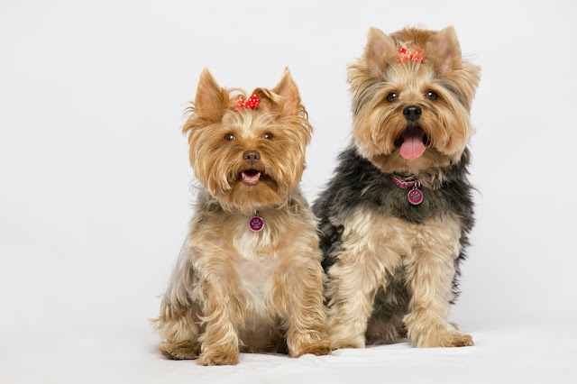 Info Terbaru Harga Anjing Yorkshire Terrier (Anakan & Dewasa), Mirip Punya Ariana Grande