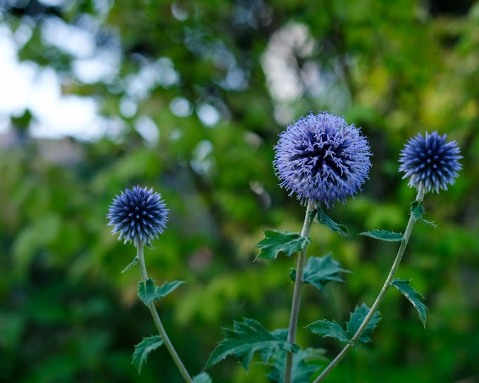 Cvijeće Echinops (globus čičak)