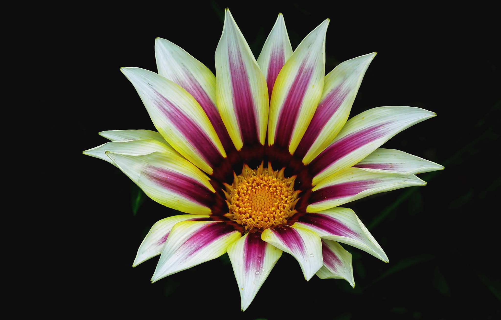 Gazania Flower: A Flower That Opens Only With The Sun