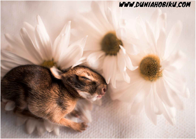 cara merawat kelinci kecil agar tidak mati