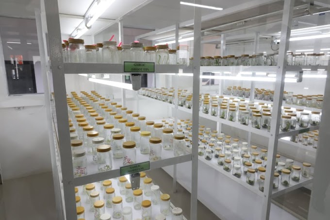 Cordyceps mushroom laboratory in Panaji | Mushroom lab | Biobritte mushroom lab