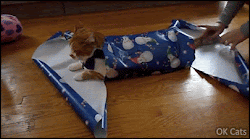 Christmas Cat GIF • How to purrfectly wrap your patient Kitty for Xmas. Easy to do for cat lovers