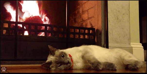 Art Cat GIF • Cinemagraph • Cool cat relaxing in front of fireplace. “I'm not dead, I'm meditating [ok-cats-gifs.com]