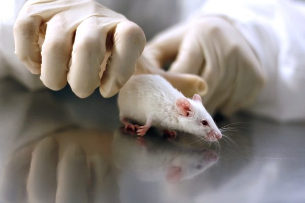 Incrível: estudo com ratos prevê possível vacina para câncer de pele