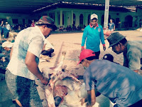 PEMDES DAN PULUHAN WARGA DESA KEDUNGMUNGAL GELAR KEGIATAN SEMBELIH HEWAN KORBAN  SAPI 2 Ekor & DOMBA/ KAMBING 31 Ekor