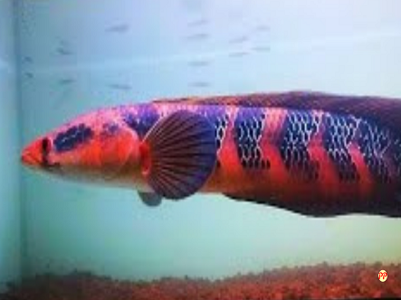 Harga Ikan Channa Red Barito Asli (5 Cm, 10 Cm, 30 Cm, 40 Cm) Tahun 2023