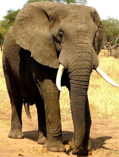 Elephant Information-Geography-Breed-Facts