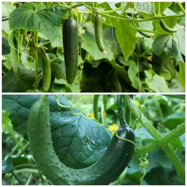 Growing cucumber at home in canada