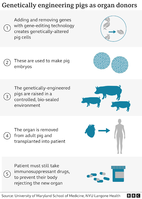 Genetically engineering pigs as organ donors