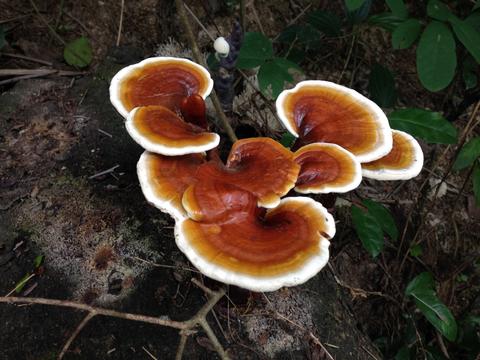 Ganoderma Mushroom Supplier in Dubai | Ganoderma Mushroom Company in Dubai | Biobritte mushroom center 