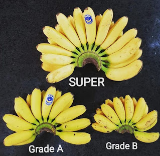 pisang-mas-kirana