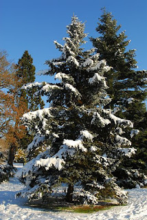 https://commons.wikimedia.org/wiki/File:Christmas_tree_snow.jpg